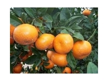 Фрукты и овощи из Испании